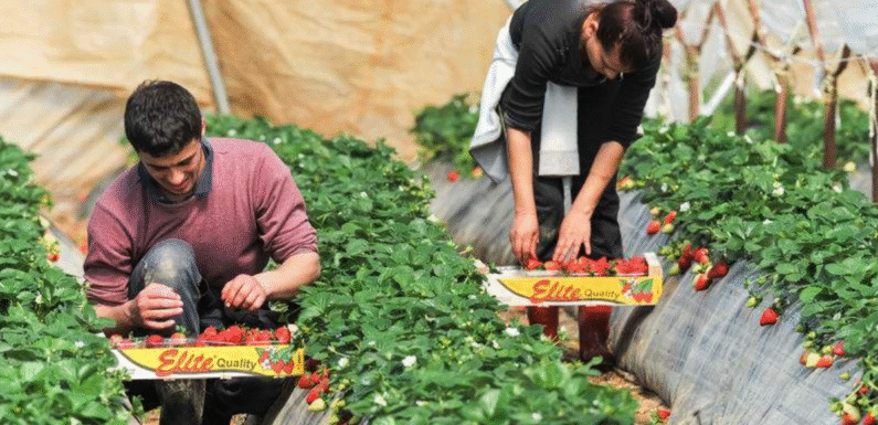 Farm Working Jobs in USA